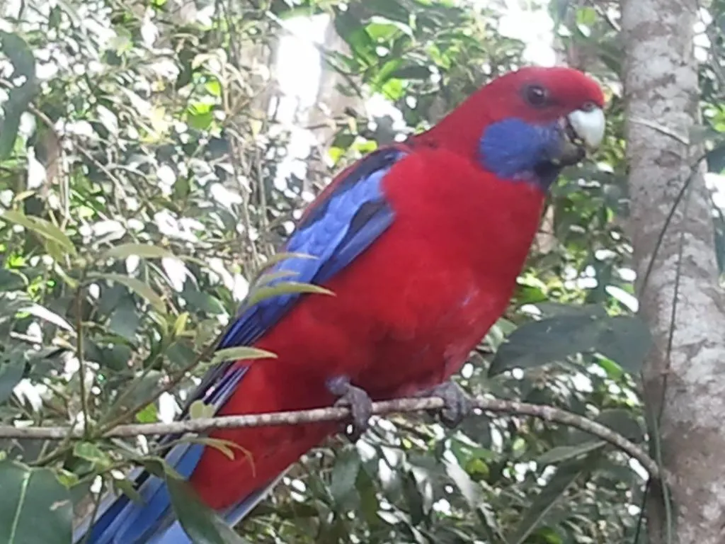 Kondalilla Eco Resort Montville