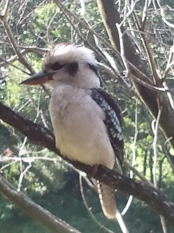 Kondalilla Eco Resort Montville